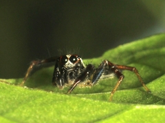 Telamonia