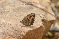 Pyronia cecilia