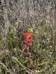 Castilleja affinis