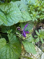 Viola odorata