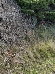 Castilleja affinis