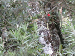 Campephilus robustus