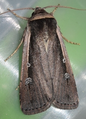 Ochropleura leucogaster