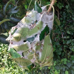 Oecophylla longinoda