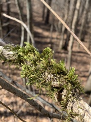 Forsstroemia trichomitria