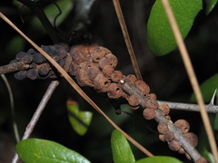 Disholcaspis quercusvirens