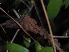 Disholcaspis quercusvirens