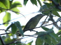 Vireo magister