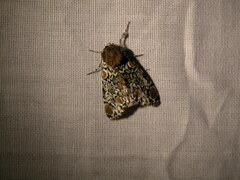 Harrisimemna trisignata