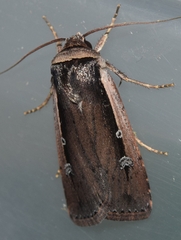 Ochropleura leucogaster