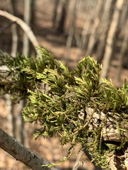 Forsstroemia trichomitria