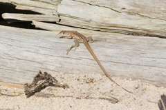 Cnemidophorus lemniscatus