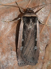 Ochropleura leucogaster