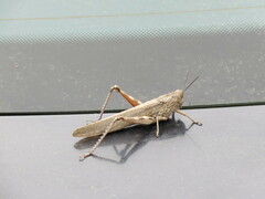 Anacridium aegyptium