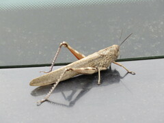 Anacridium aegyptium