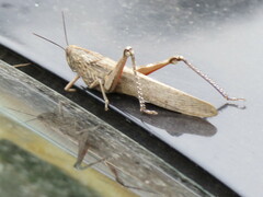 Anacridium aegyptium