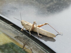 Anacridium aegyptium