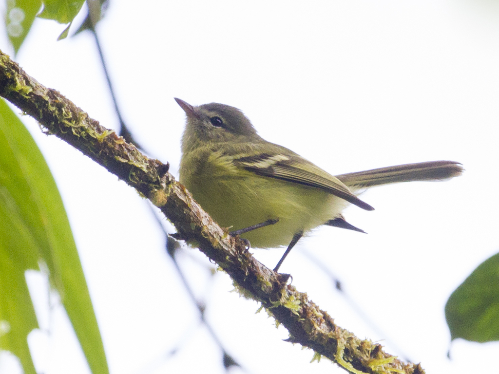 Urich's Tyrannulet
