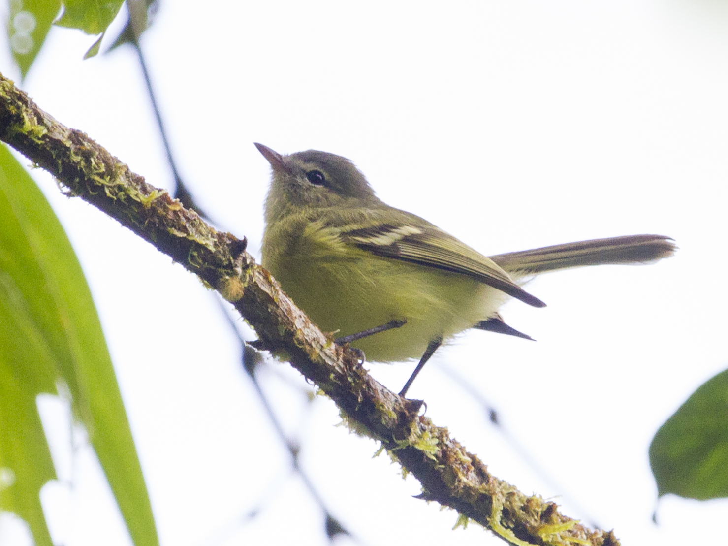 Urich's Tyrannulet illustration