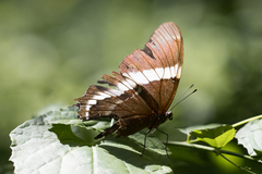Siproeta epaphus trayja