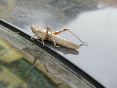 Anacridium aegyptium