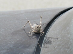 Anacridium aegyptium