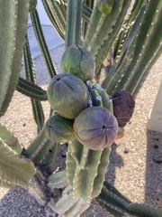 Cereus repandus