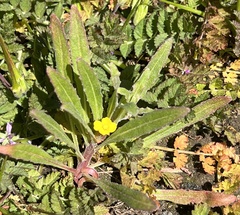 Camissoniopsis micrantha