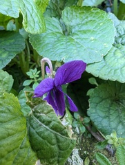 Viola odorata
