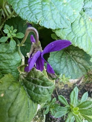 Viola odorata