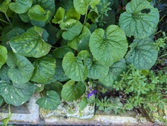 Viola odorata
