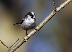 Aegithalos caudatus caudatus