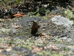 Callophrys augustinus