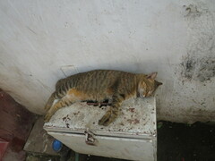 Felis catus