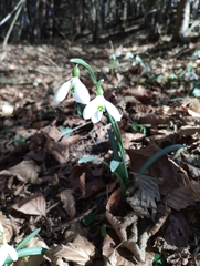 Galanthus nivalis