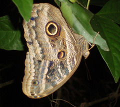 Caligo
