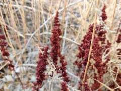 Rumex marschallianus