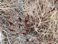 Rumex marschallianus