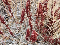 Rumex marschallianus