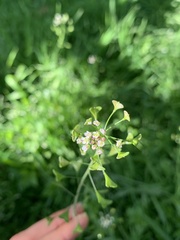 Capsella