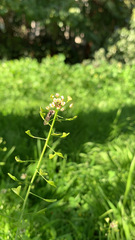 Capsella