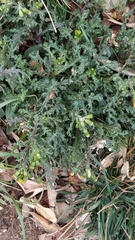 Senecio vulgaris