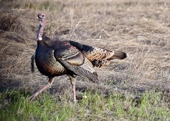 Meleagris gallopavo intermedia