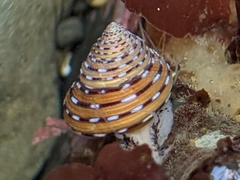 Calliostoma tricolor