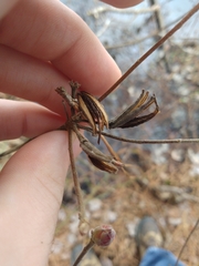 Rhododendron canescens