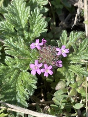 Glandularia pumila