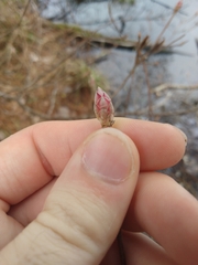 Rhododendron canescens