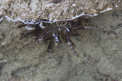 Crinoidea