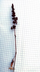 Rumex marschallianus