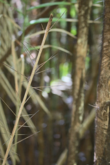Bactris major